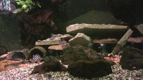 All things fishy
