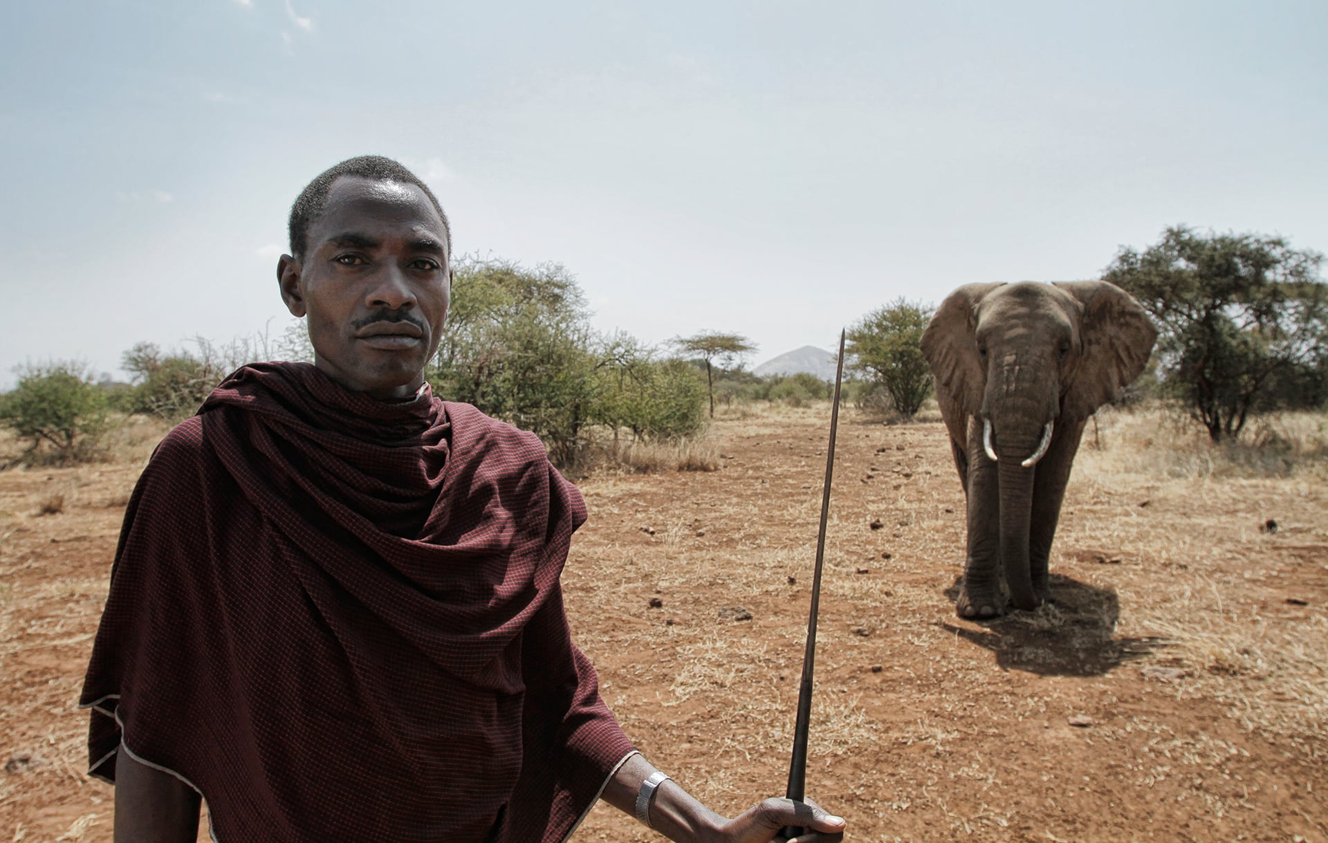 The Satere Mawe bullet ant ritual / Crop-raiding elephants on Vimeo