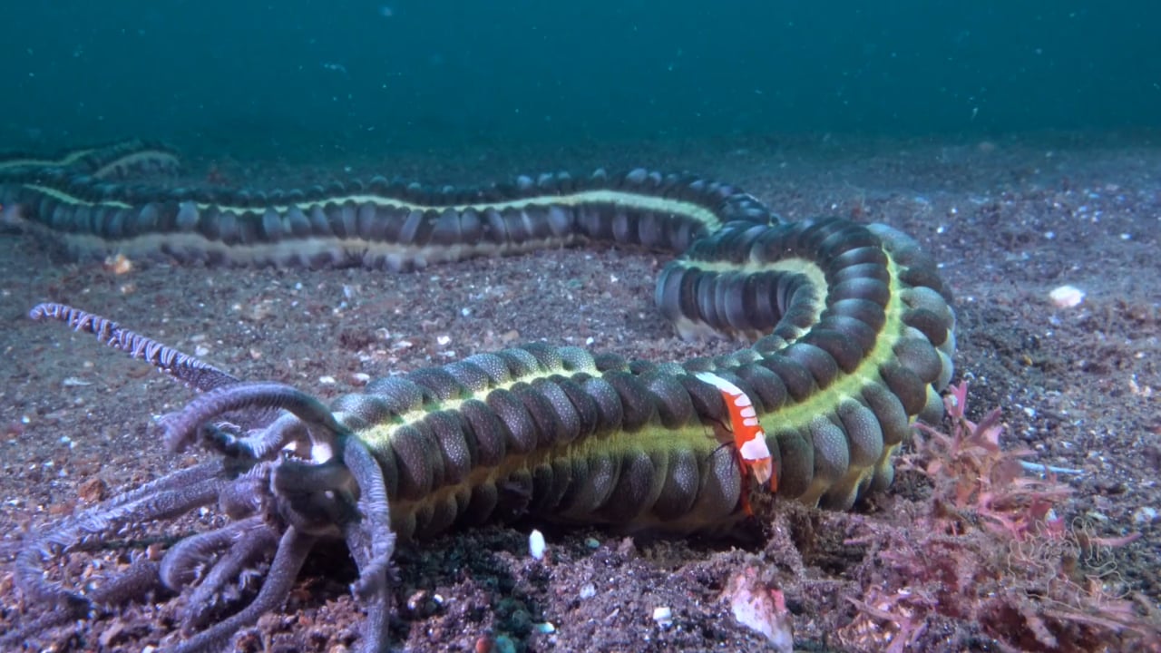 Critters of the Lembeh Strait | Episode 02 - 2016 | January Highlights