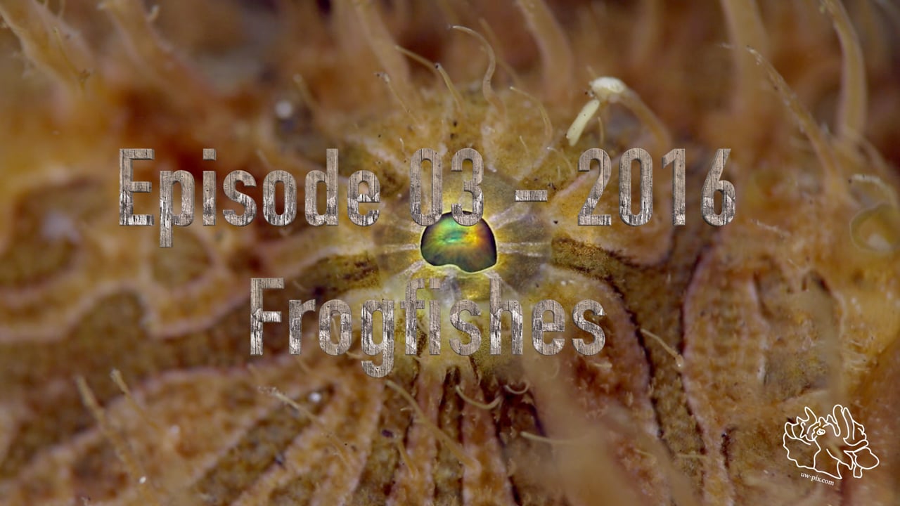 Critters of the Lembeh Strait | Episode 03 - 2016 | Frogfishes