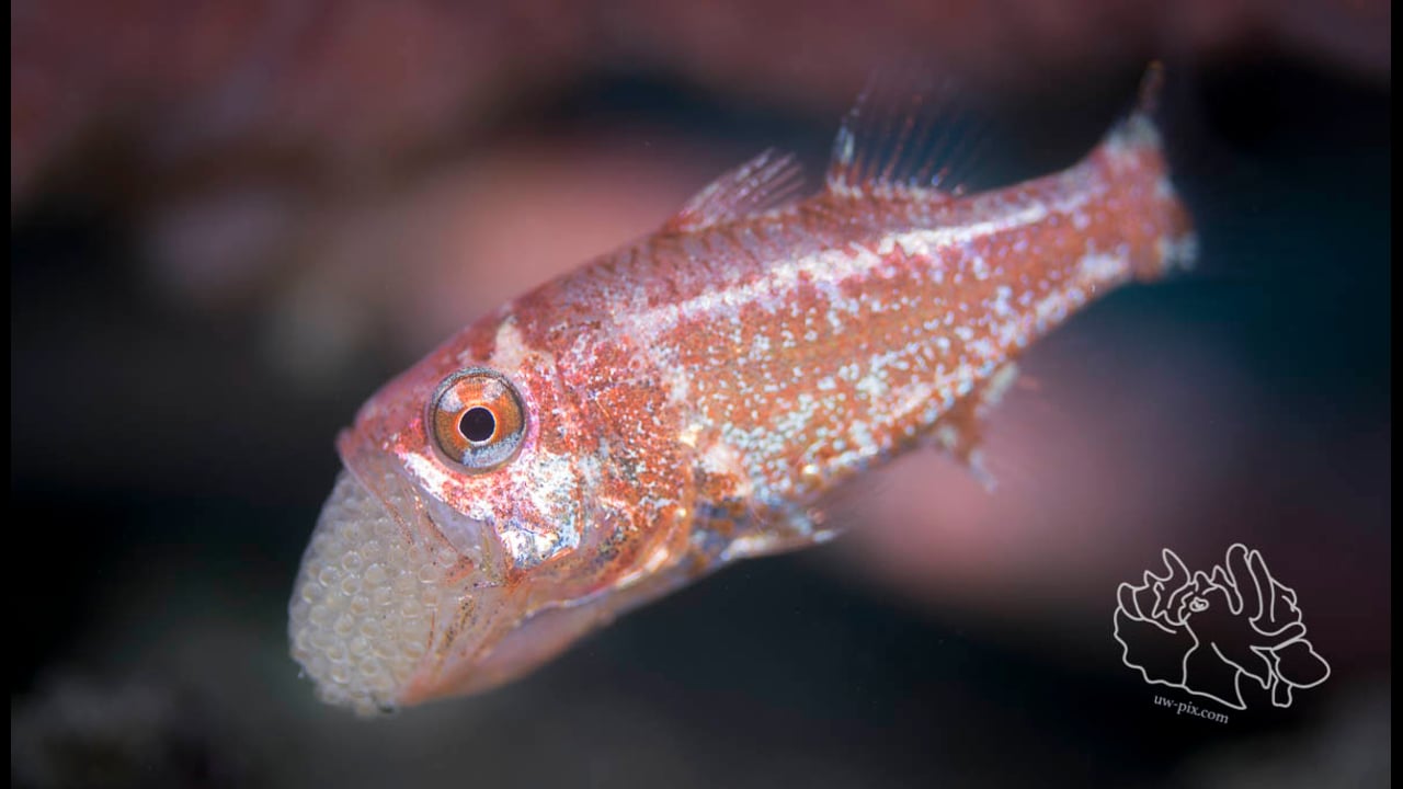 Critters of the Lembeh Strait | Episode 04 - 2016 | February Highlights