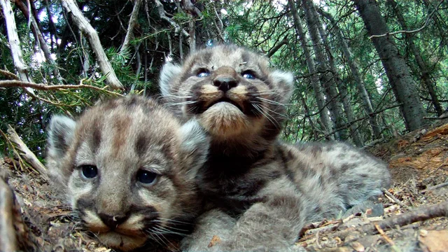 muscular mountain lion