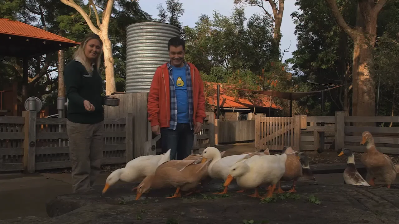 CBEEBIES ZOOBEEBIES Ep4 DUCKS