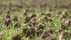 Es renova la gespa del camp de futbol pel MIC