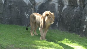 Zoo Lions Join Each Other in Outdoor Habitat