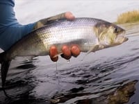 "Dark Water Shad” Fly Fishing the St Johns River