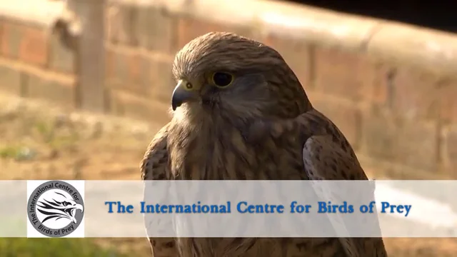 International Centre for Birds of Prey (ICBP) - What To Know BEFORE You Go
