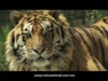 REINO ANIMAL "Tigre" Spot TV 20 seg. Master FULL HD