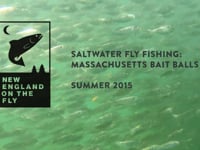 Saltwater Fly Fishing: Massachusetts Bait Balls Summer 2015