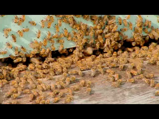 Bee on Vimeo