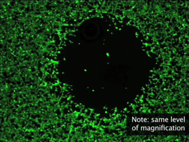 Platypus Technologies Oris Cell Migration Demo