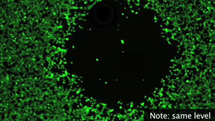 Platypus Technologies Oris Cell Migration Demo