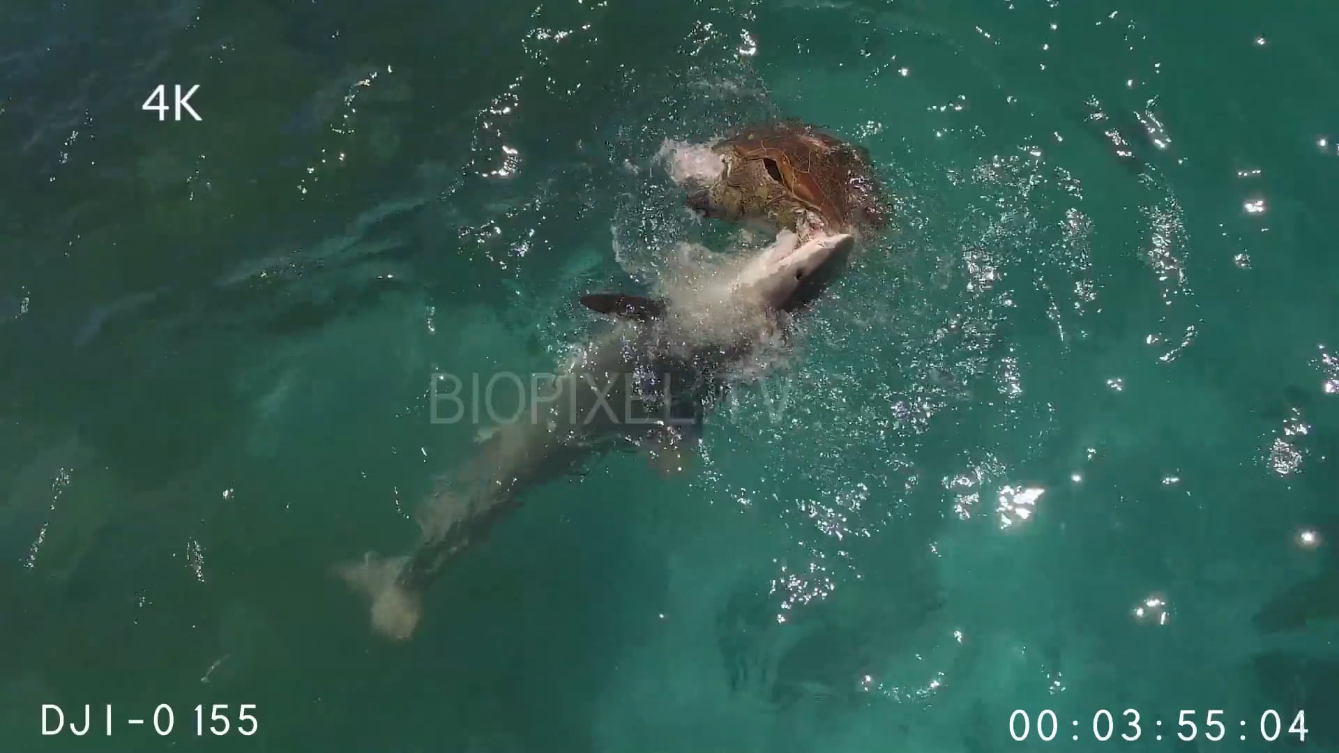 4K Green Sea Turtles and Sharks - Aerial - Tiger sharks feeding on