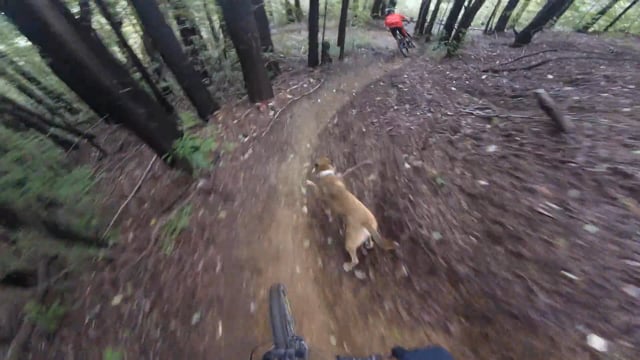 Rufus the Trail Dog from MTB MAG