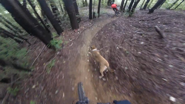 Rufus the Trail Dog from MTB MAG