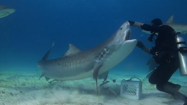 640px x 360px - Shark Porn - Kissed by a Shark on Vimeo