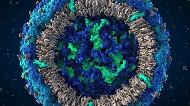 A scientifically accurate model of the Zika virus. 