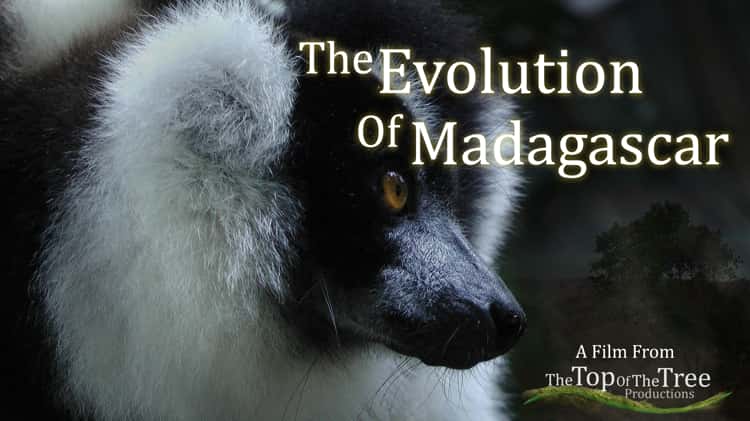 TRAILER: The Evolution Of Madagascar on Vimeo
