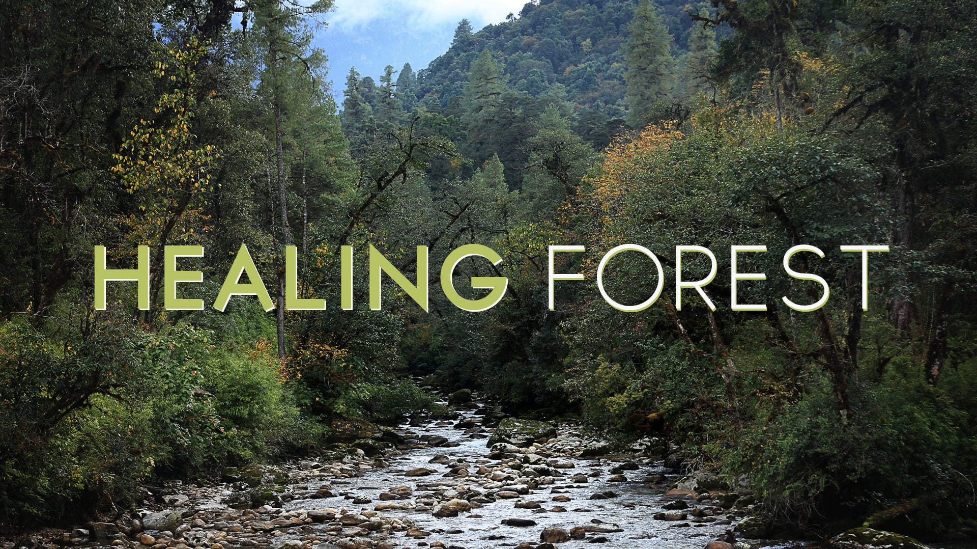 Healing Forest On Vimeo