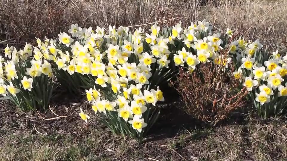 Tips from Toby – Spring Forward