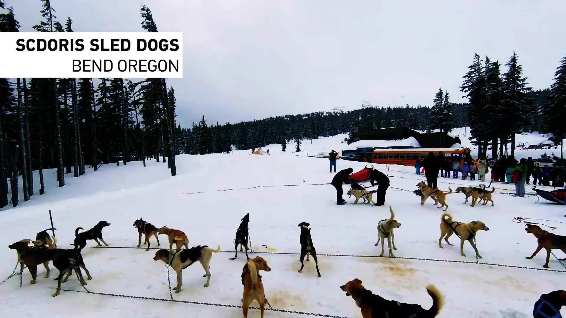 Mt Bachelor Dog Sled Trip on Vimeo
