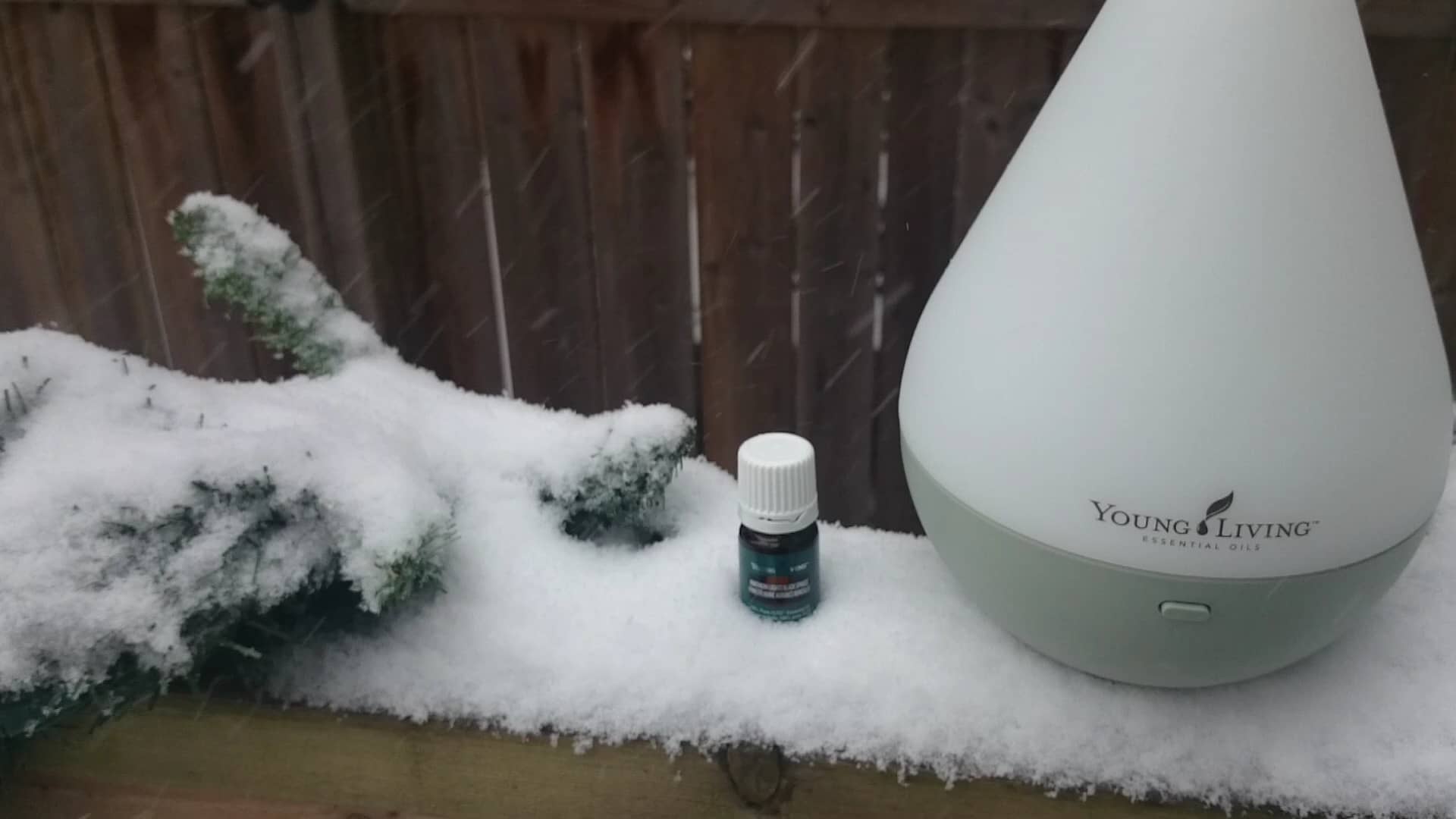 YL Northern Lights Black Spruce on Vimeo