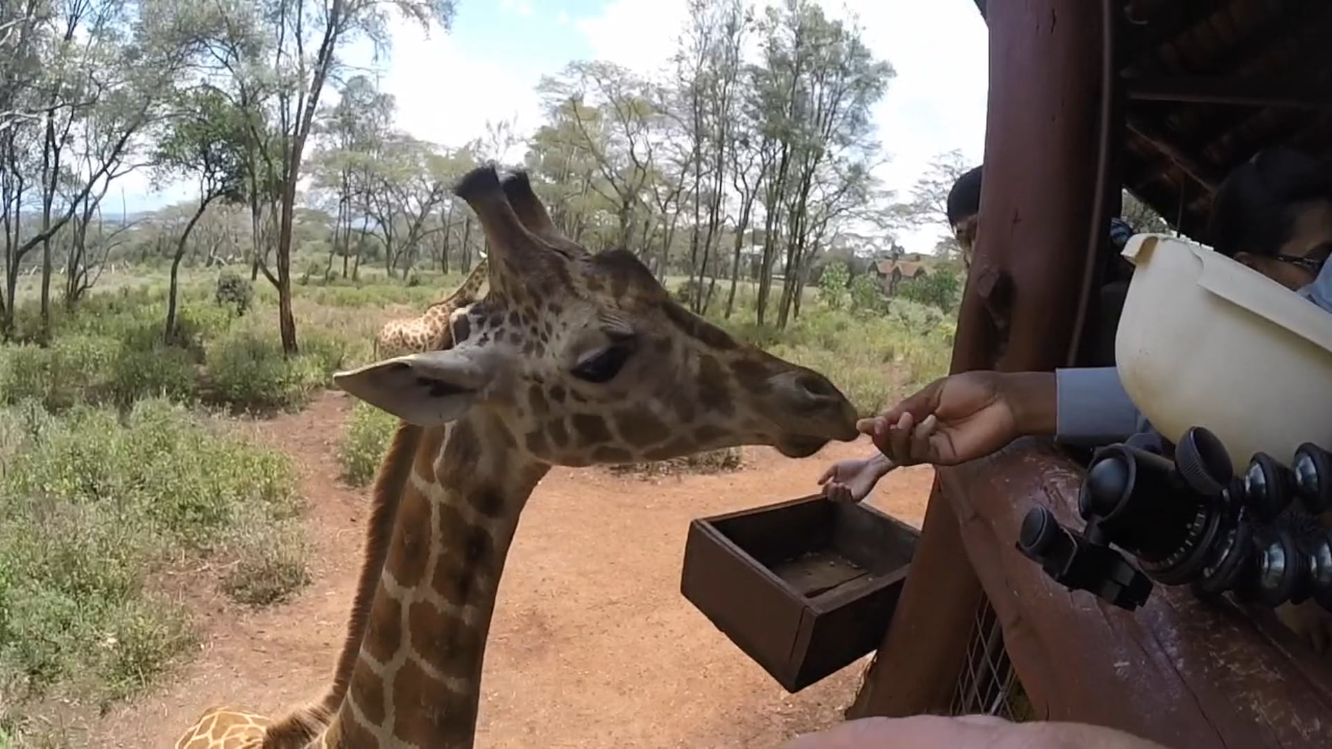 Sheldricks Elephant Orphanage and Giraffe Centre