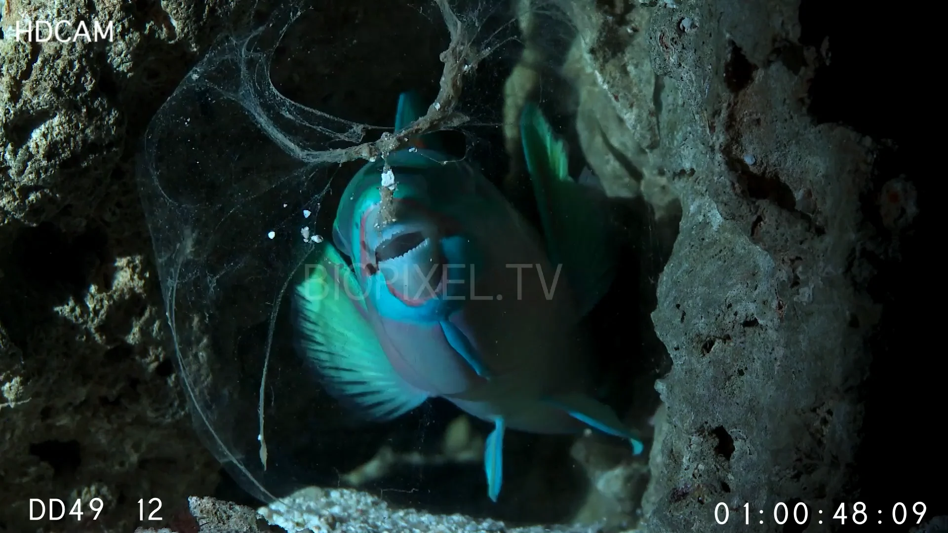 Parrotfish making cocoon at night time lapse