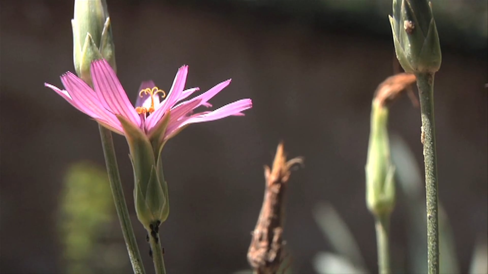 Flowers, orto botanico - Catania