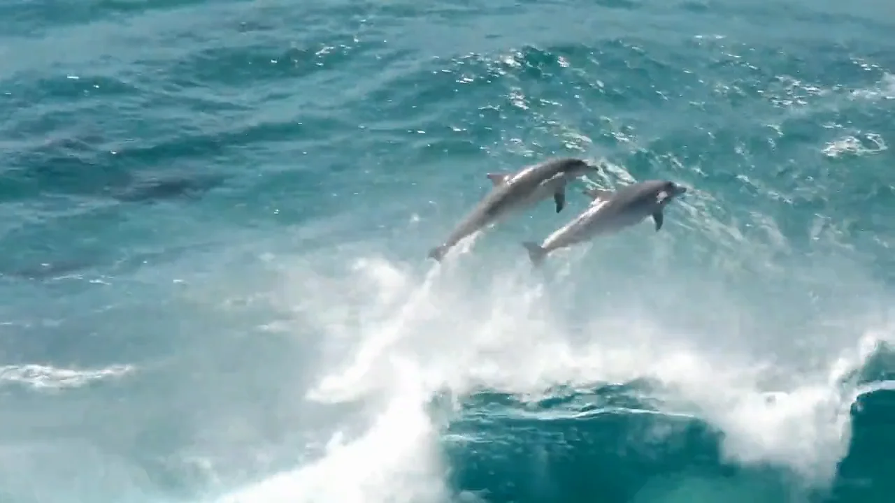 Surfing Dolphins - Byron Bay - Australia on Vimeo