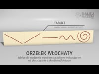 16b Orzełek włochaty