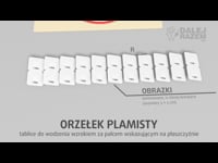 16c Orzełek plamisy