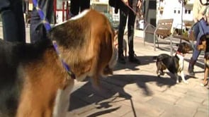 Campanya per fomentar la tinença responsable d'animals