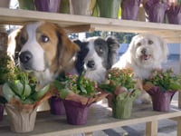 Dorito Dogs Super Bowl Winning commercial Jacob Chase