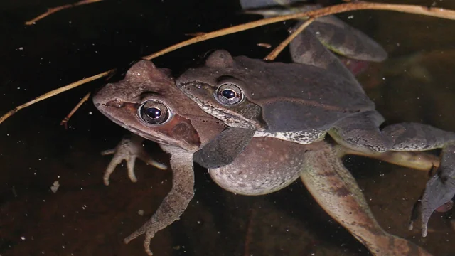 Wood Frog Cacklefest