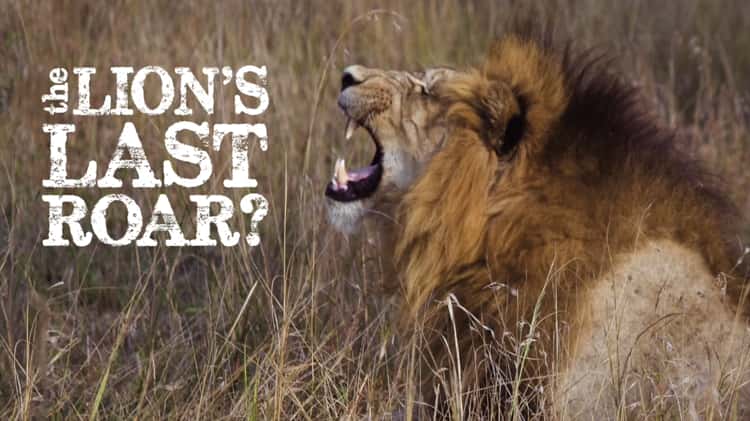 ROAR on Vimeo