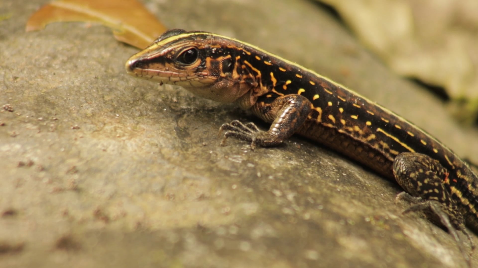 Ameiva Centro-americana - Holcosus Festivus (Português) On Vimeo