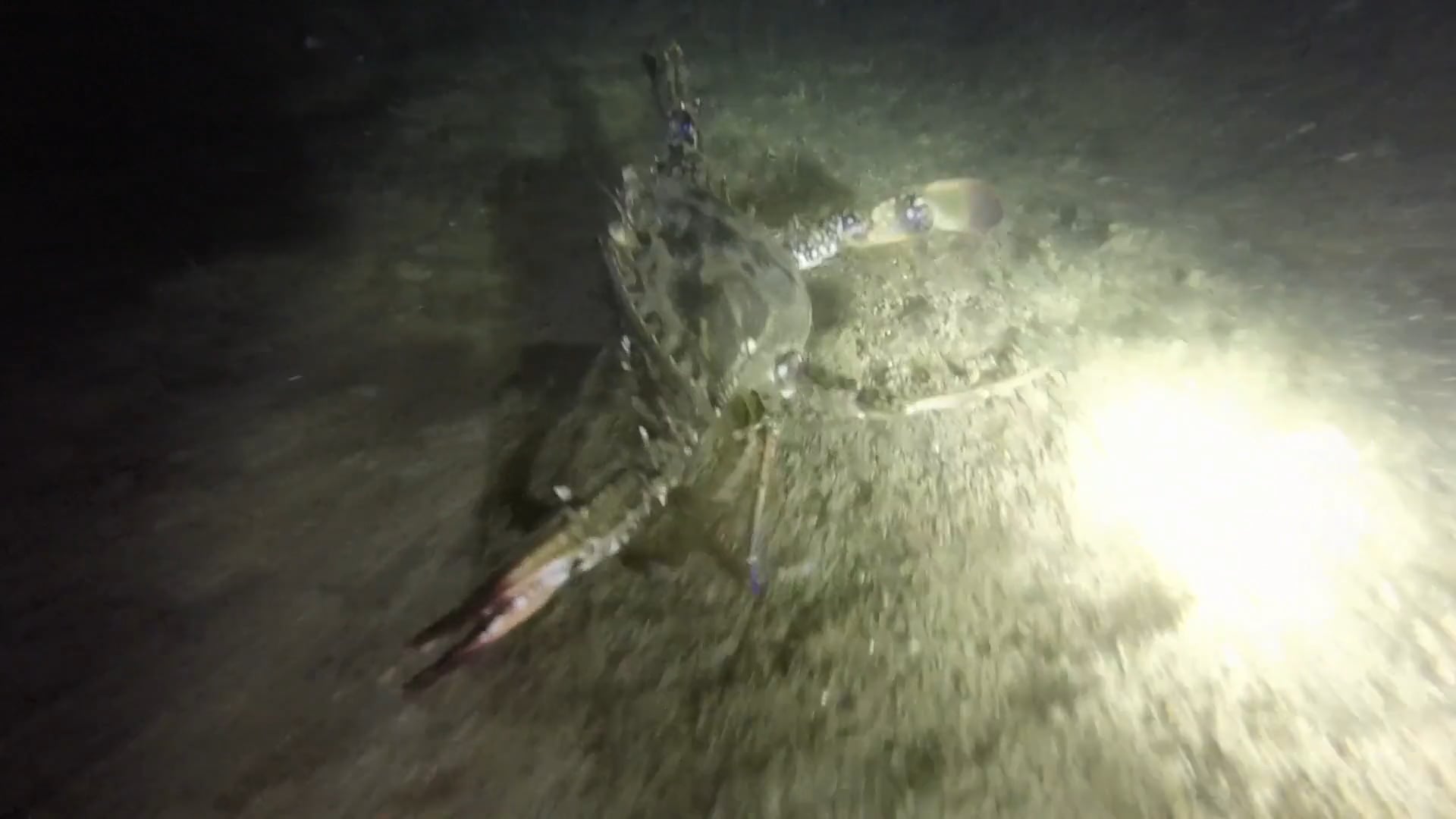 Swan River crabbing on Vimeo