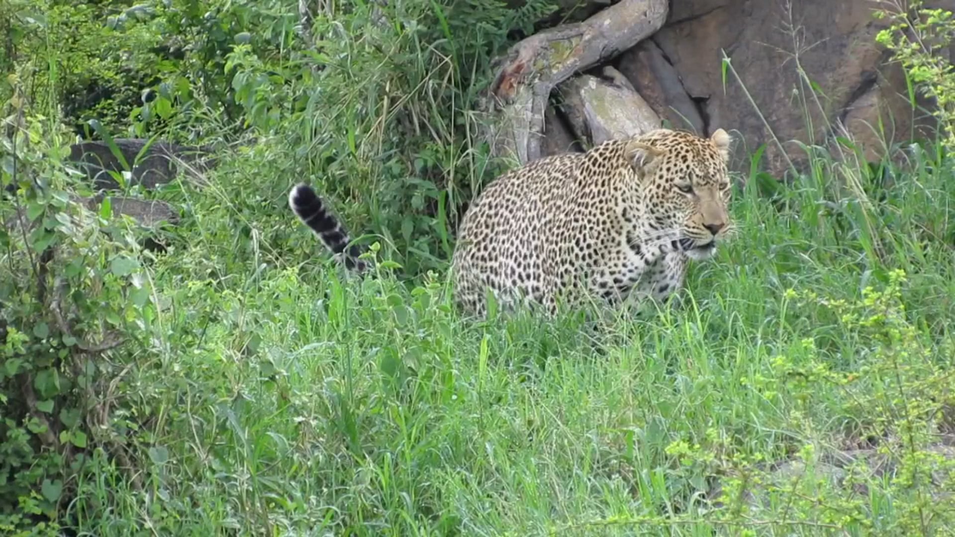 Big Cats, Namiri Plains