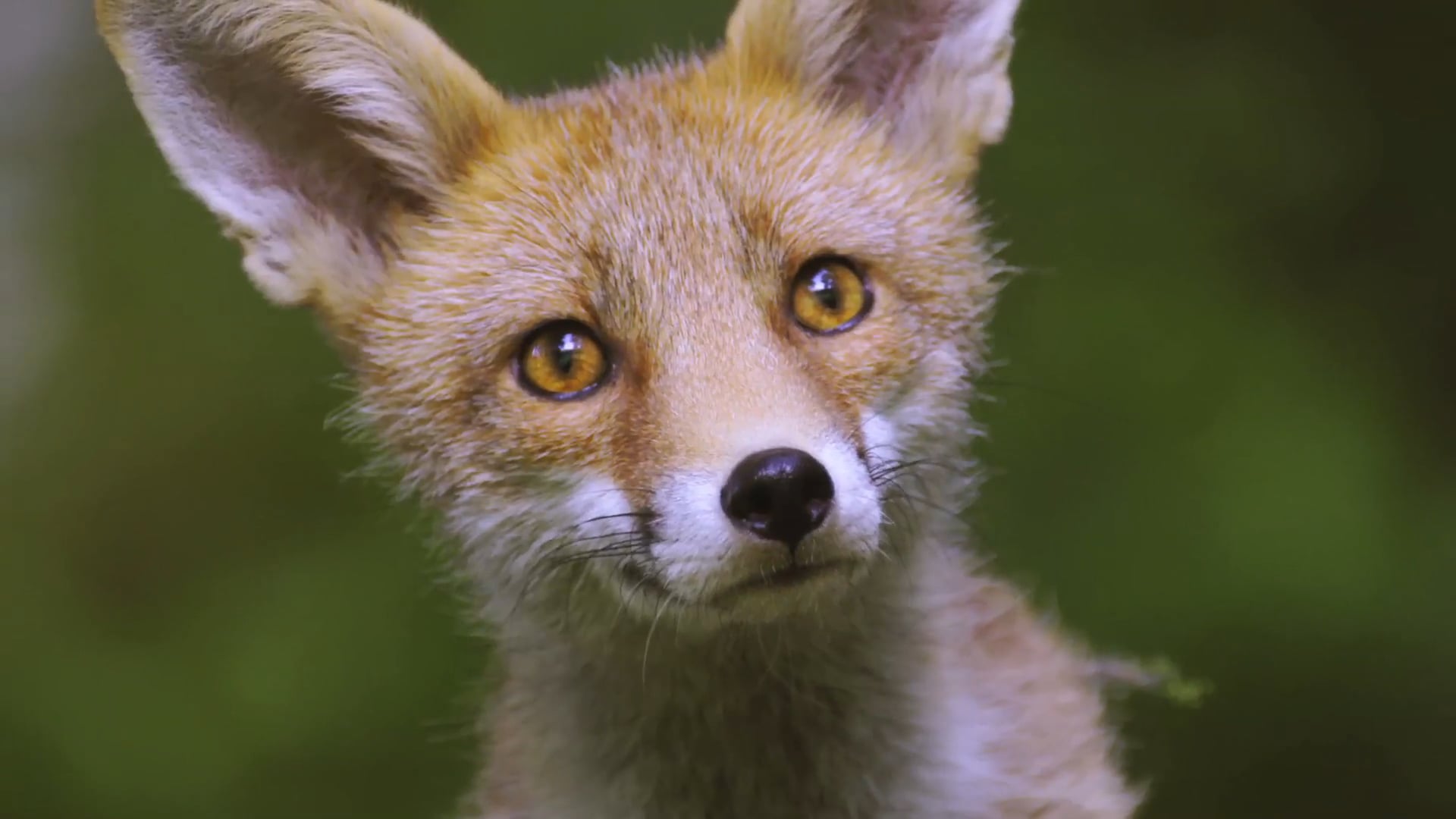 Teaser "La Ferme Sauvage"