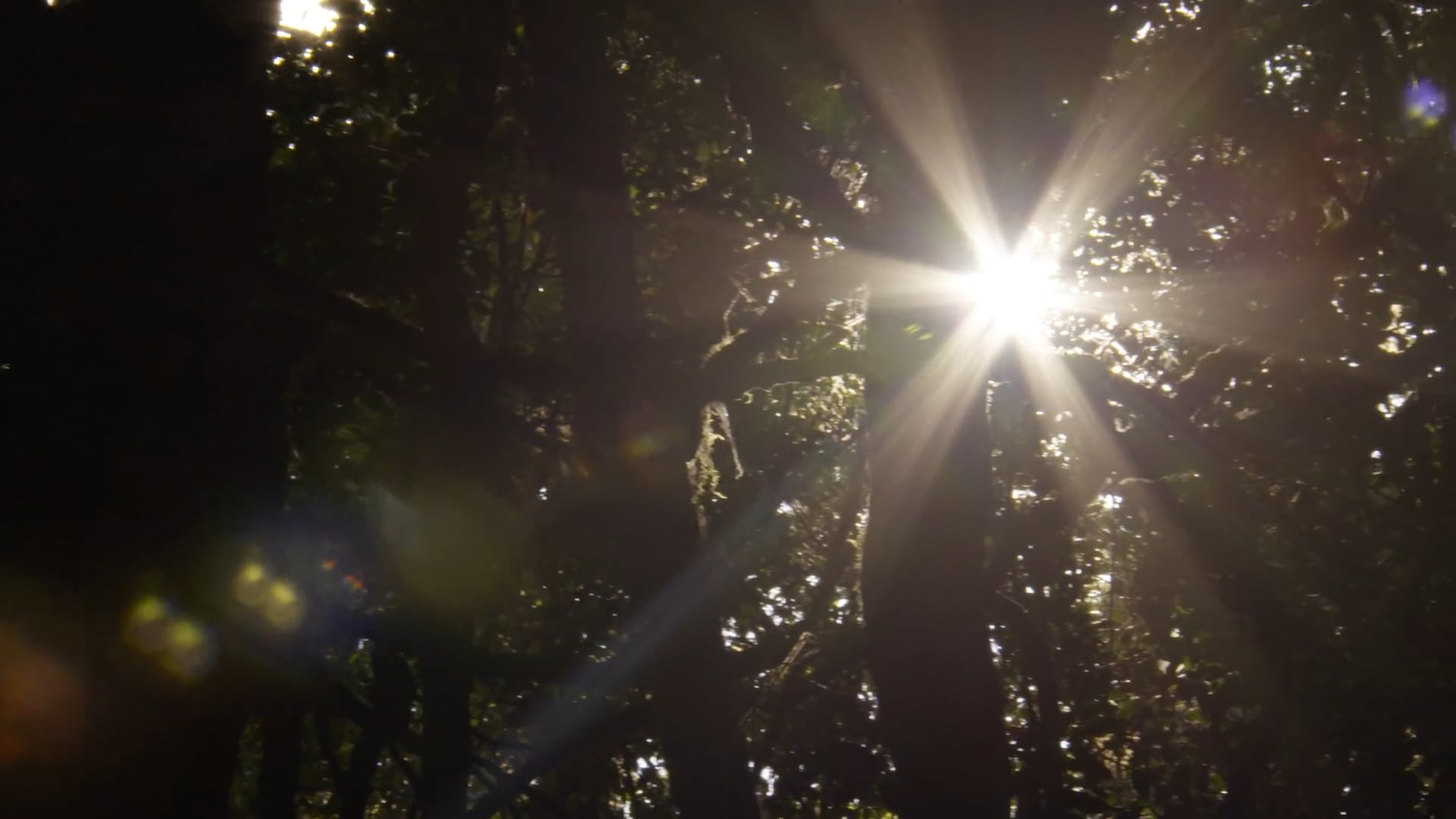 Teaser "Le Babouin qui voulait être roi"
