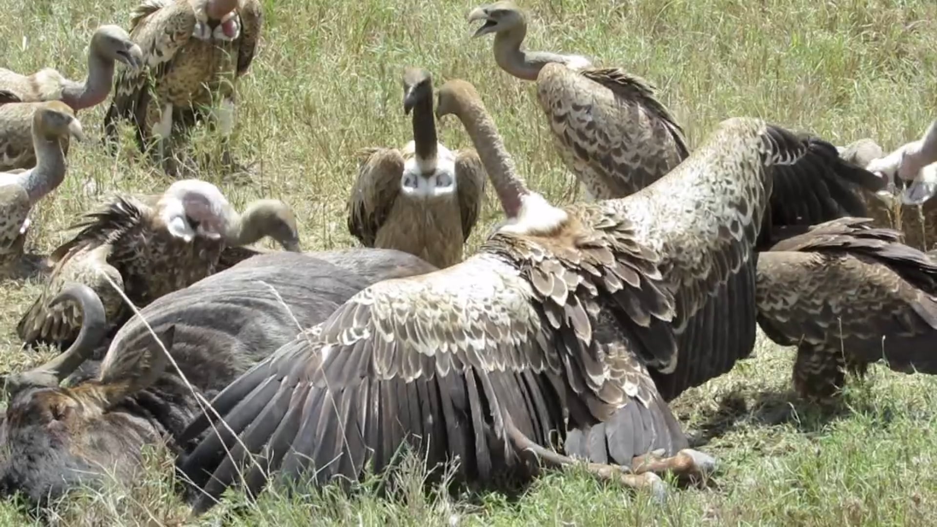 Vultures in the Serengeti