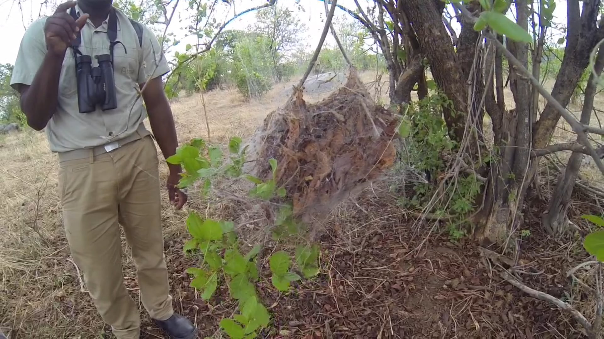 Walking in Ruaha