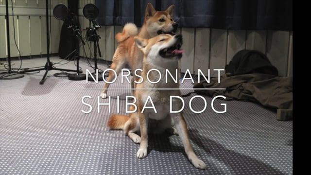 Norsonant - Shiba dog