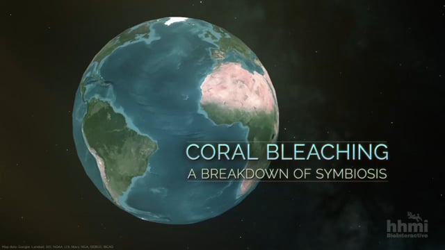 Coral Bleaching: A Breakdown of Symbiosis
