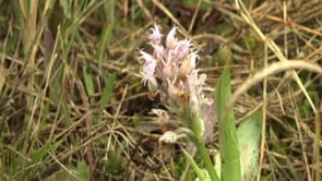 L'Escala punt de recerca d'orquídies silvestre