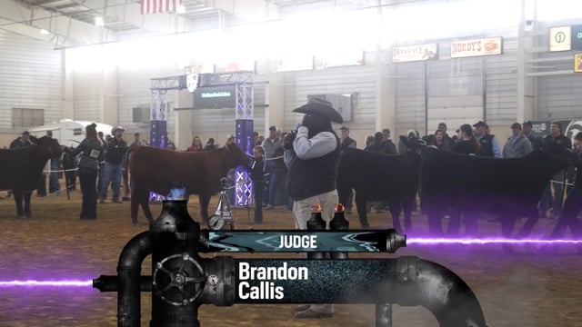 2016 Blackout 4 Heifers