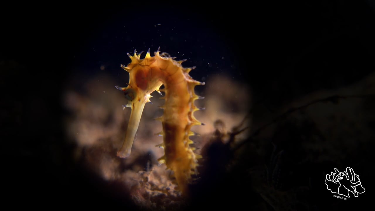 Critters of the Lembeh Strait | Episode 05 - 2016 | March Highlights