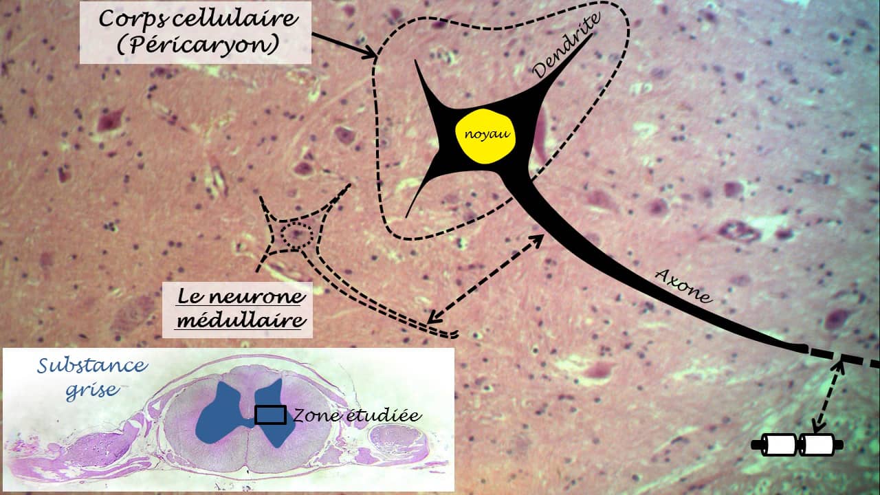 Observation Détaillée Dune Coupe Transversale De Moelle épinière Au Microscope On Vimeo 