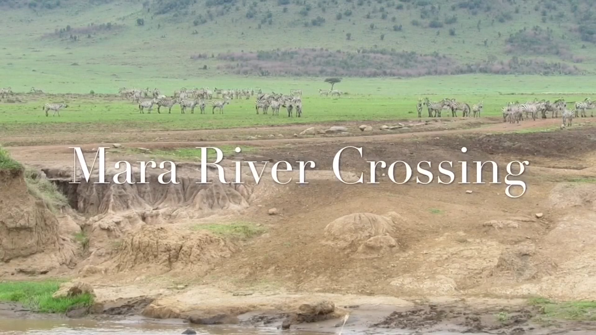 Mara River Crossing, Governor's Camp
